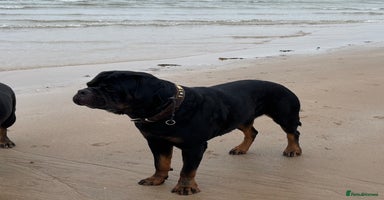 Rottweiler dogs in Bacup - Advert 4