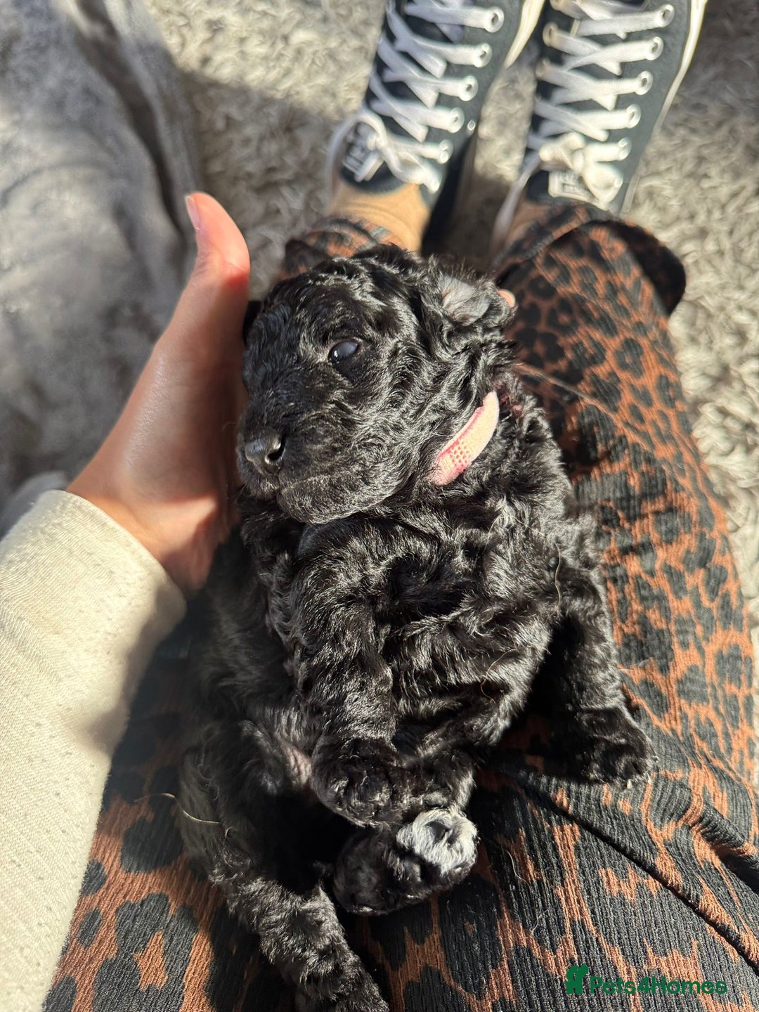 Cockapoo dogs for sale: Gorgeous F1B cockapoo  - Image 17