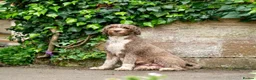 Spanish Water Dog dogs for sale: KC Spanish Water Dog Pups-Coastal Raised with ENS  - Advert 3