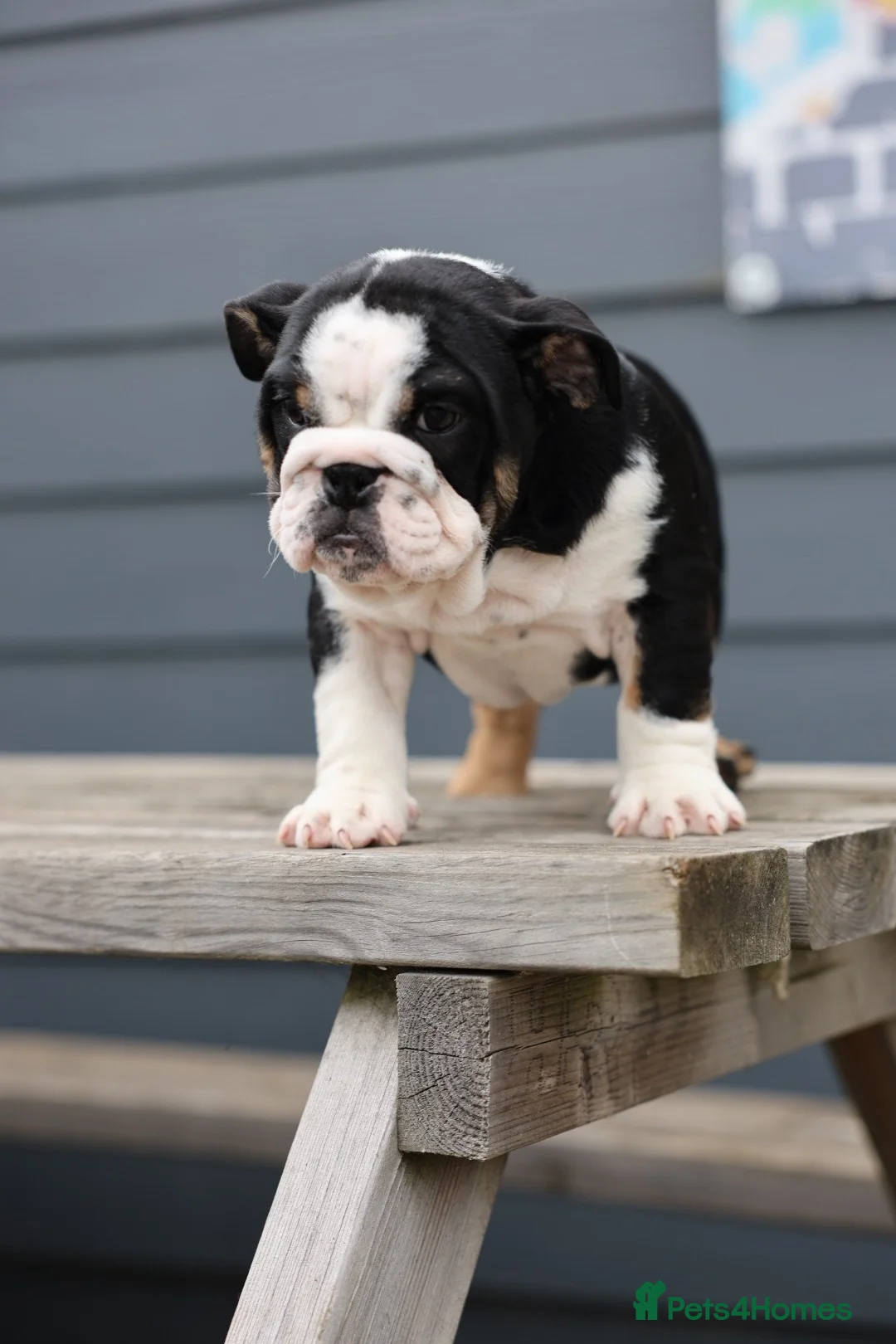 English Bulldog dogs for sale: 3 male English bulldog puppies  - Advert 1