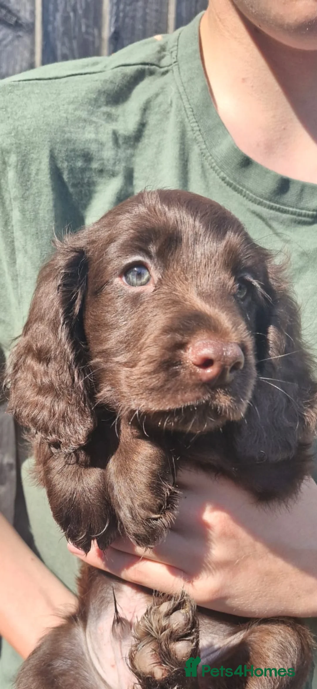 Cocker Spaniel dogs for sale: Working cocker spaniel pups docked tails - Advert 10