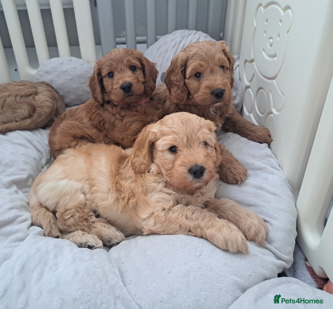 Cockapoo dogs for sale: Gorgeous Red, Golden & Apricot F1 Cockapoos - Image 13