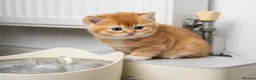 British Shorthair cats for sale: Adorable Kittens Ready For Reservation  - Advert 21