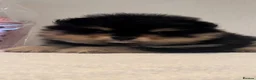 Pomeranian dogs for sale: Black and Tan Pomeranian puppies - Advert 8