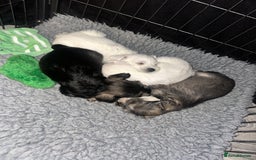 Miniature Schnauzer dogs for sale: 🐾 STUNNING KC REG MINIATURE SCHNAUZERS 🐾 - Image 13