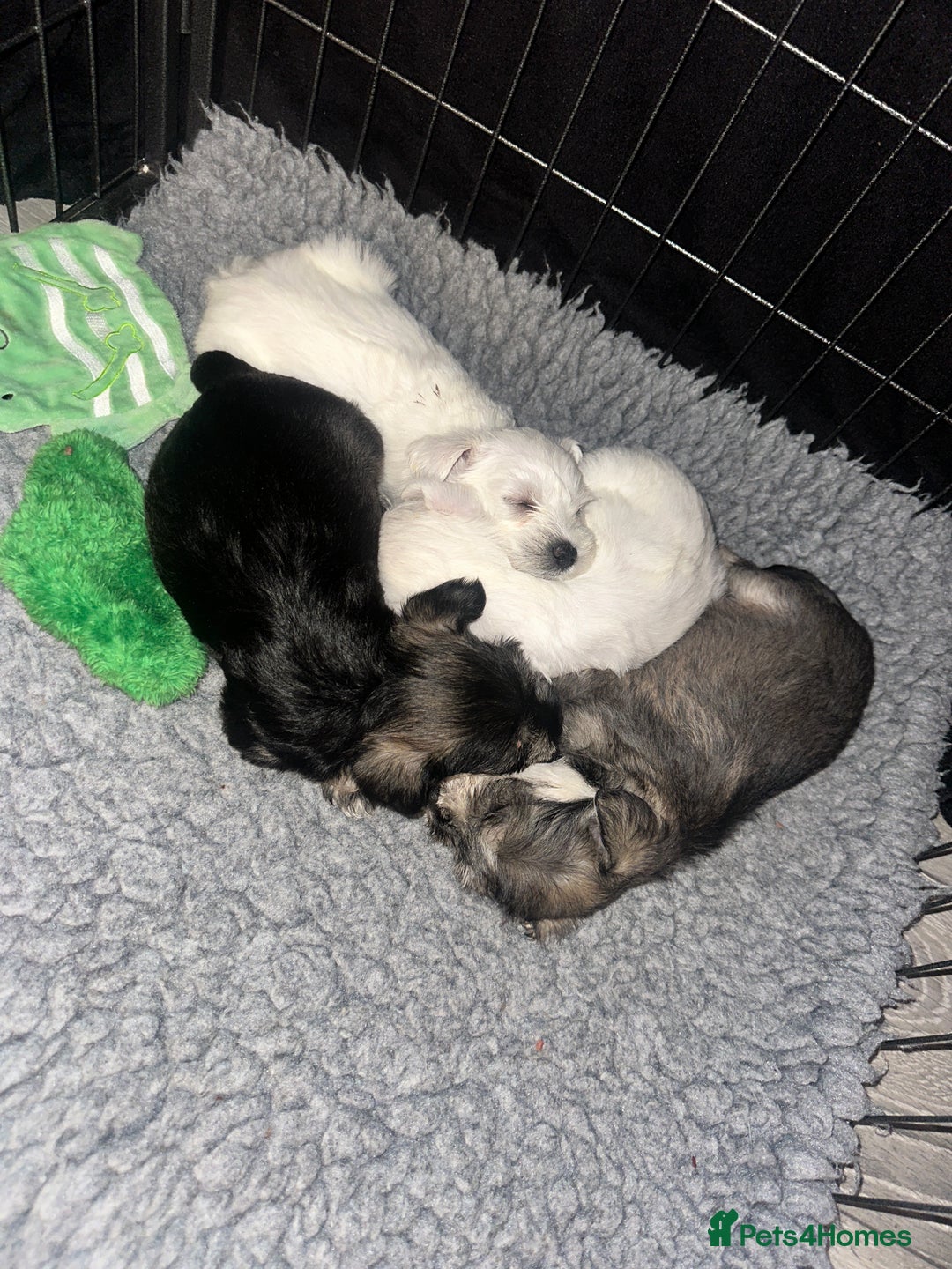 Miniature Schnauzer dogs for sale: 🐾 STUNNING KC REG MINIATURE SCHNAUZERS 🐾 - Image 13