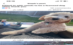 Goldendoodle dogs for sale: Medium and Miniature Doodles Licensed and Tested - Image 32