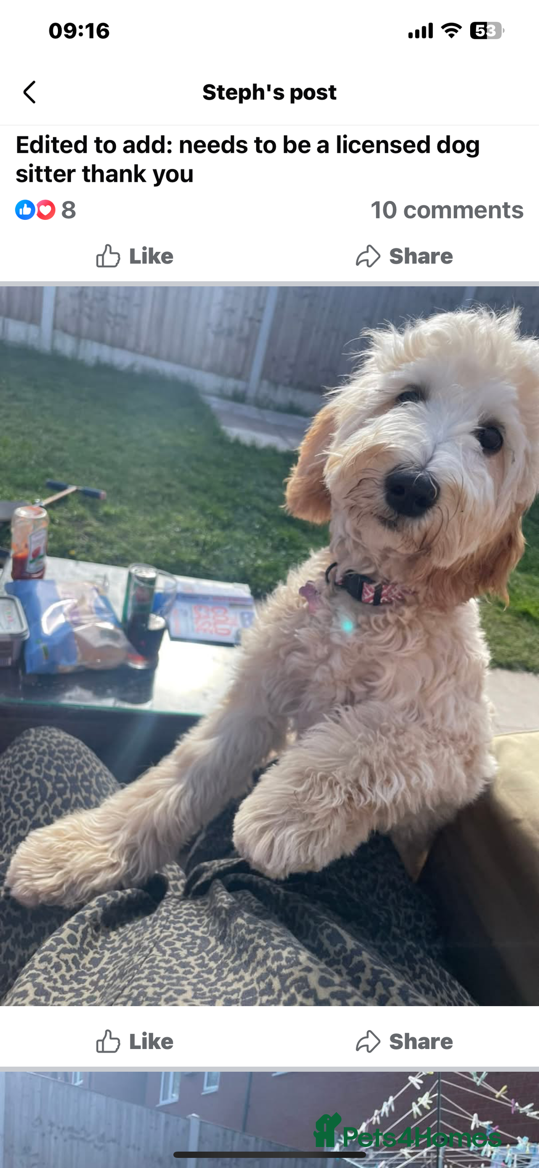 Goldendoodle dogs for sale: Medium and Miniature Doodles Licensed and Tested - Image 32