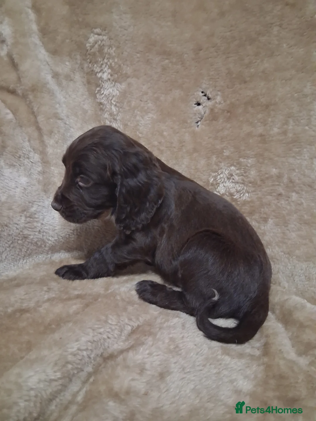 Cocker Spaniel dogs for sale: Cocker spaniel puppies - Advert 16