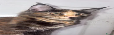 Maine Coon 4