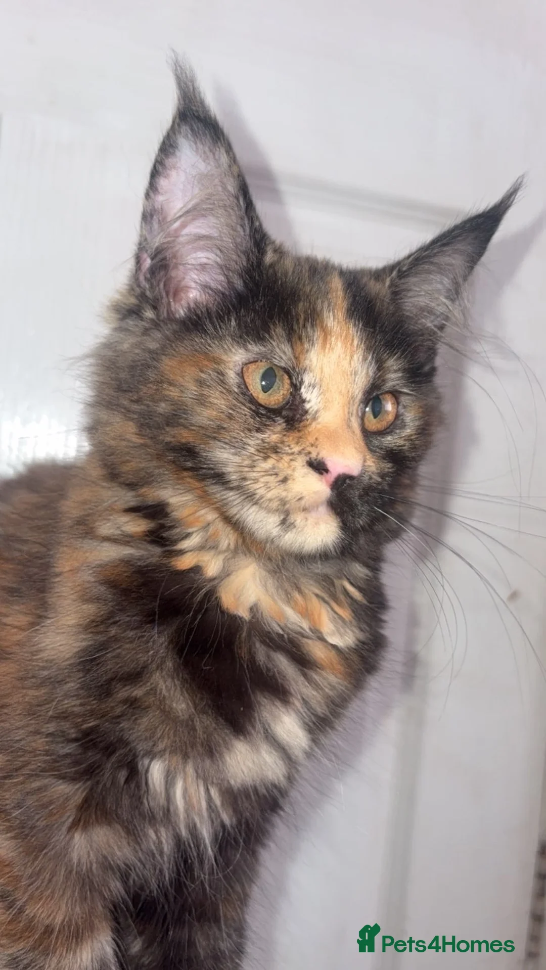 Maine Coon cats for sale: XL Maine coon kittens for sale  in Hyde - Advert 2