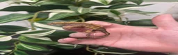 Gecko reptiles for sale: Crested Gecko Babies - Advert 5