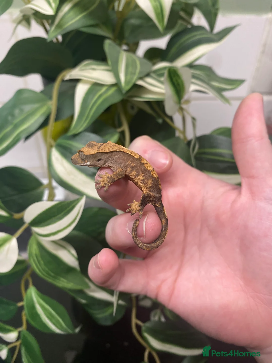 Gecko reptiles for sale: Crested Gecko Babies - Advert 5