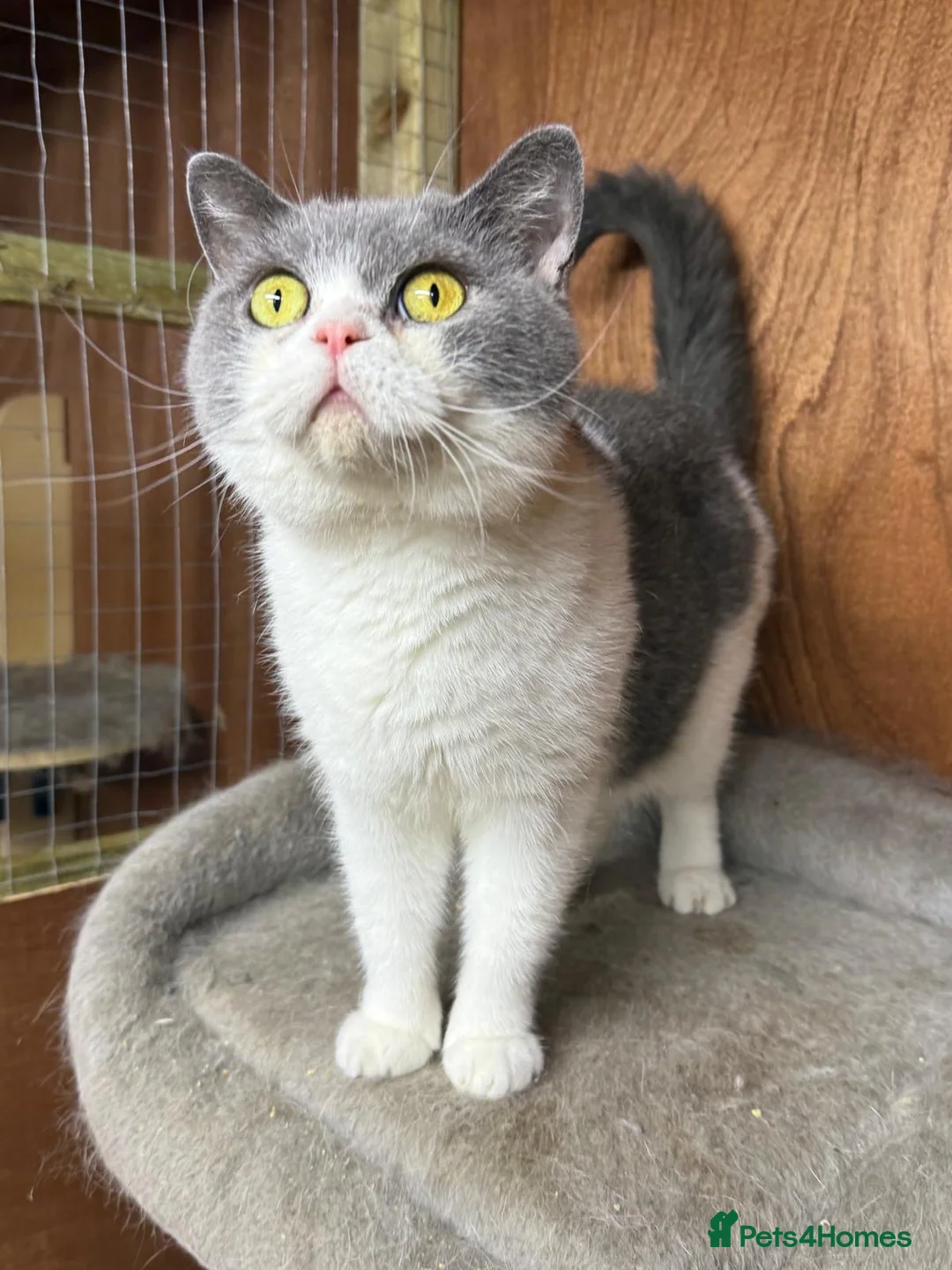 British Shorthair cats for sale: Beautiful bi coloured British shorthair cat  - Advert 2