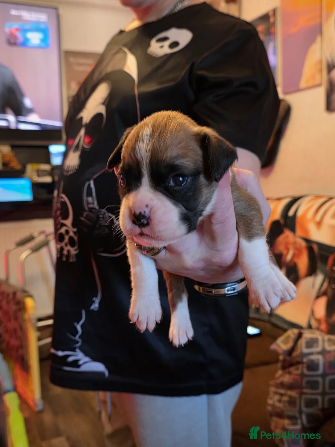 Boxer dogs for sale: Kc boxers for sale - Advert 11