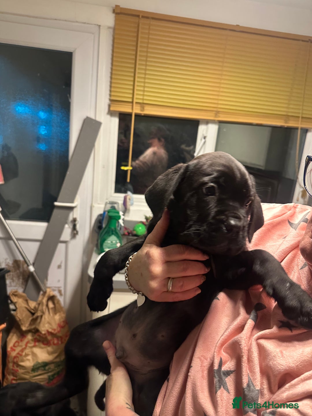 Cane Corso dogs for sale: Mr A Hendy - Advert 9