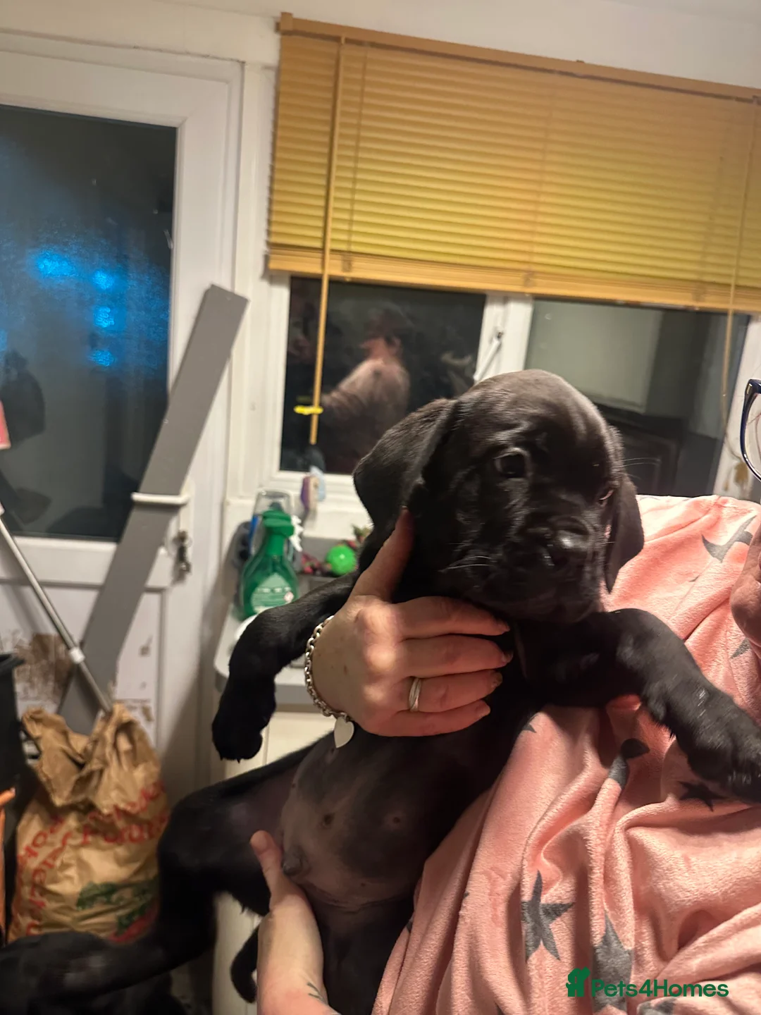 Cane Corso dogs for sale: Mr A Hendy - Advert 9