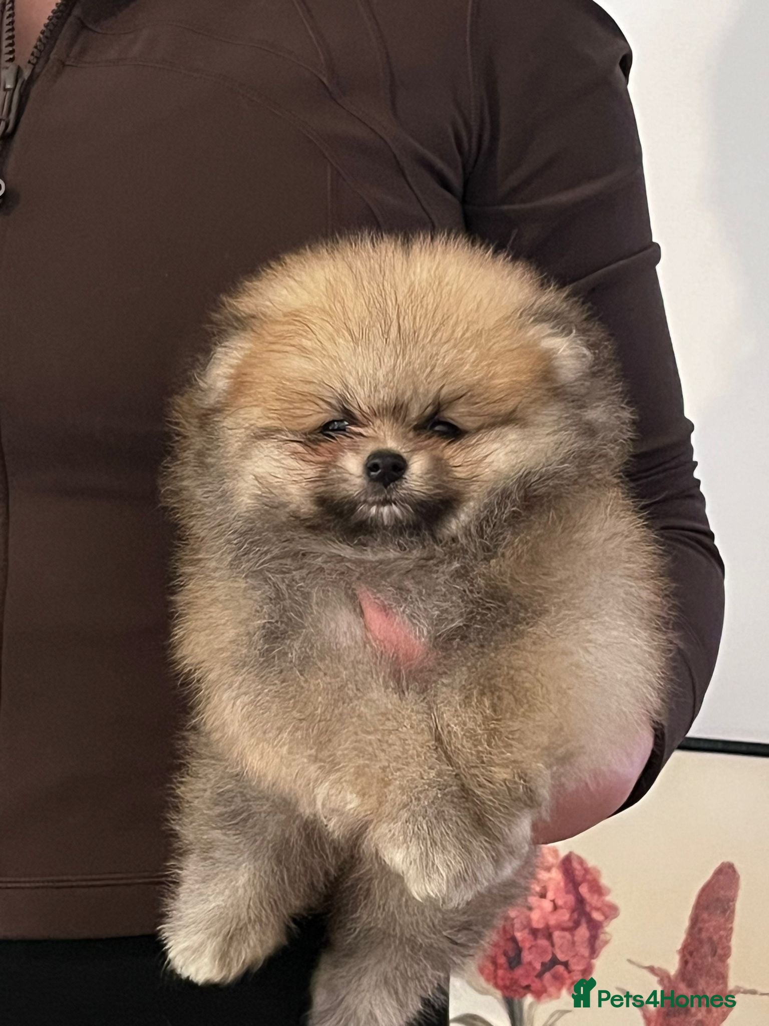 Pomeranian dogs Champion line Bear type Poms  - Advert 4