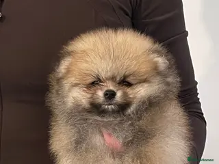 Pomeranian dogs Champion line Bear type Poms - Advert 4