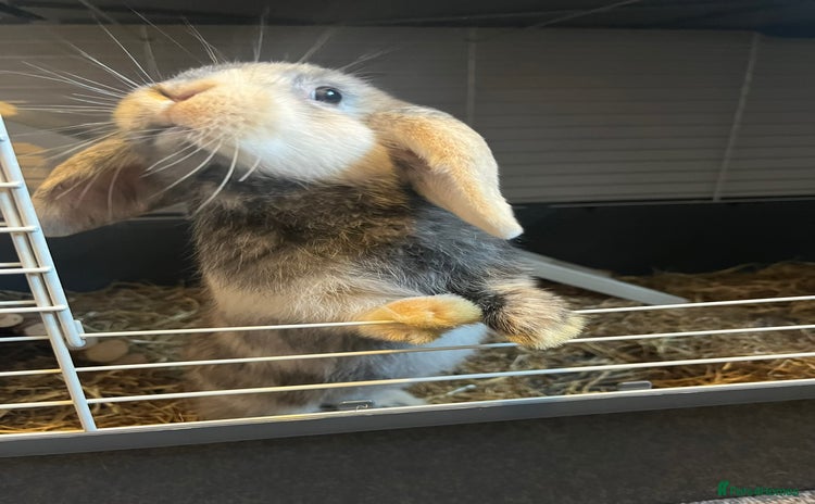 Mini Lop rabbits - Advert 4