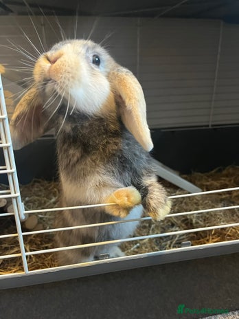 Mini Lop rabbits - Advert 3