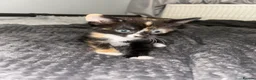 Mixed Breed cats for sale: Kittens ready to leave next week - Advert 9