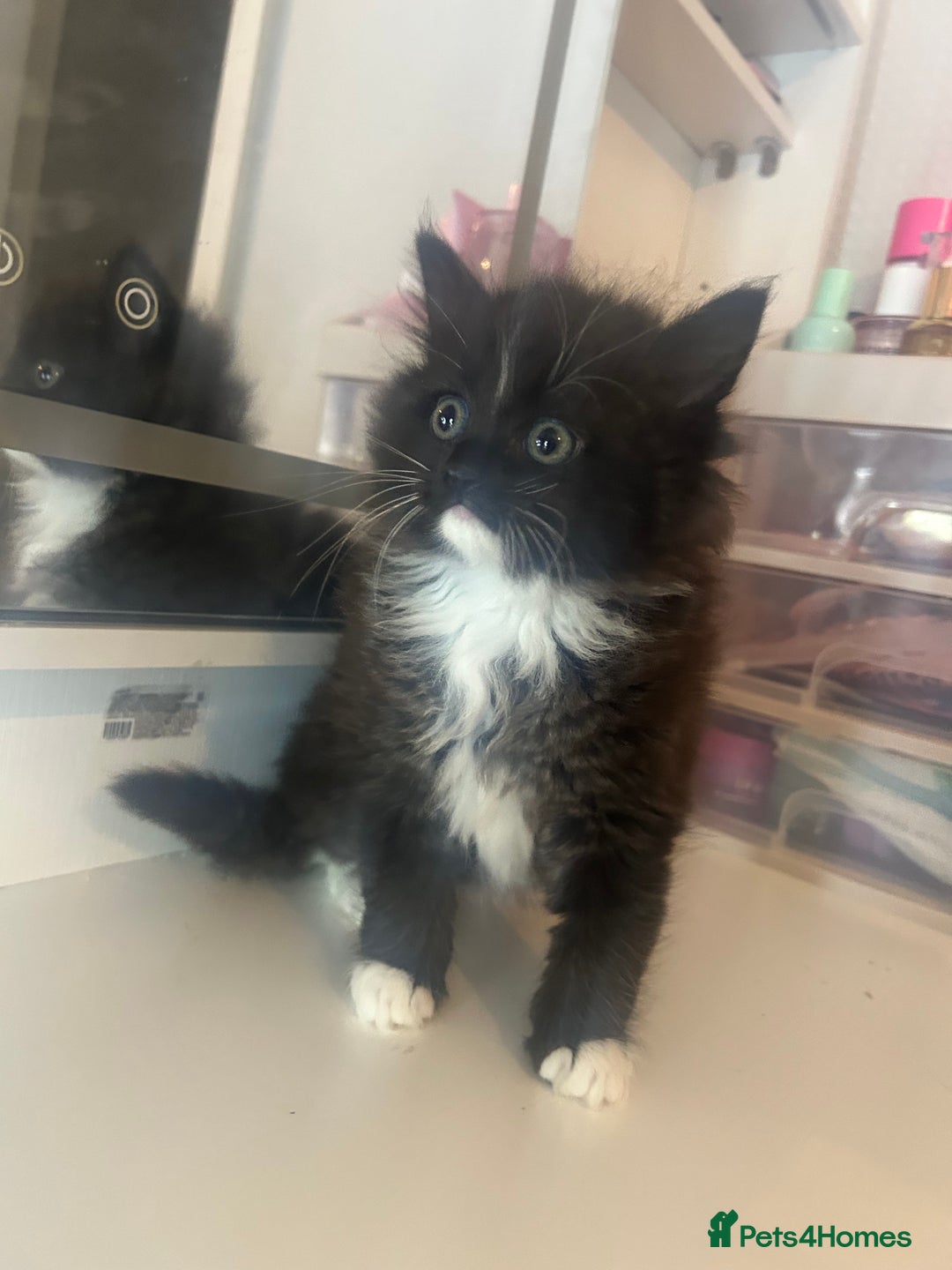 Mixed Breed cats for sale: Beautiful kittens  - Advert 4