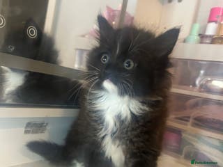 Mixed Breed cats Beautiful kittens - Advert 14