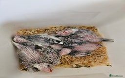 Cockatiels birds for sale: Hand tame cockatiel chicks  - Image 8