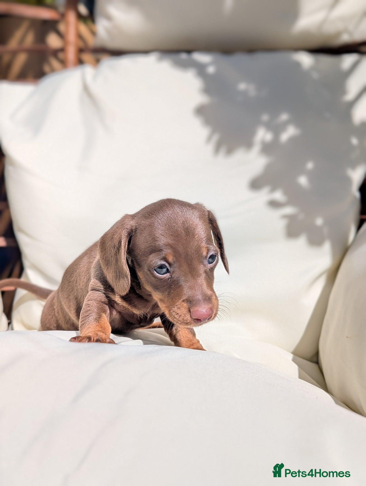 Miniature Dachshund dogs for sale: Longhaired and smooth miniature dachshunds  - Advert 10