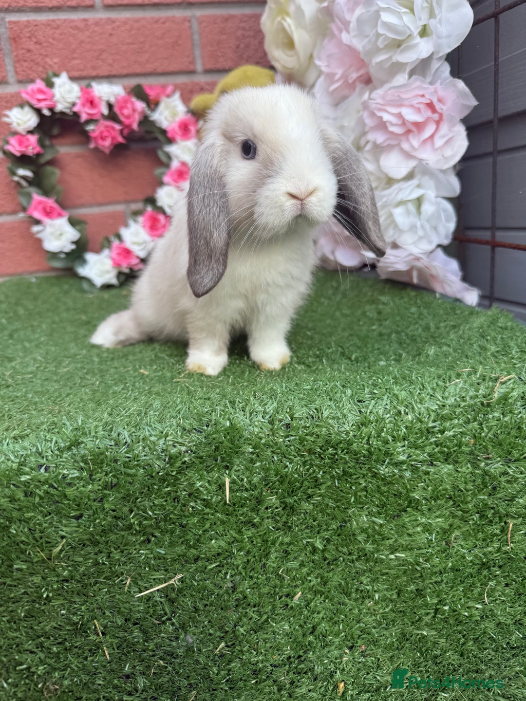 Mini Lop rabbits for sale: Mini lops  - Image 3