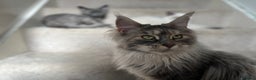 Maine Coon cats for sale: Registered pedigree maine coon for sale - Advert 36