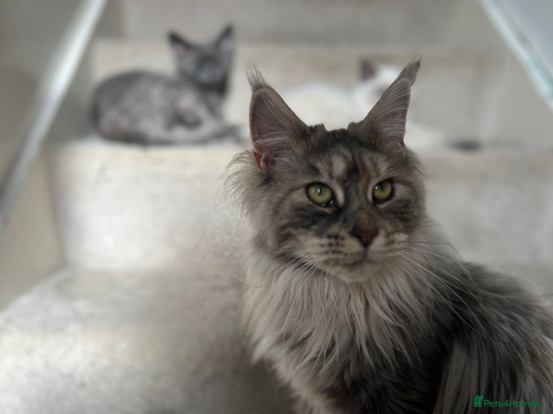 Maine Coon cats for sale: Registered pedigree maine coon for sale - Advert 36