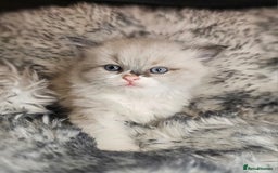 Ragdoll cats for sale: 4 Ragdoll Boys  - Image 15