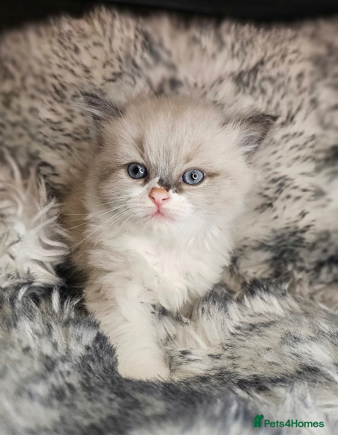 Ragdoll cats for sale: 4 Ragdoll Boys  - Image 15