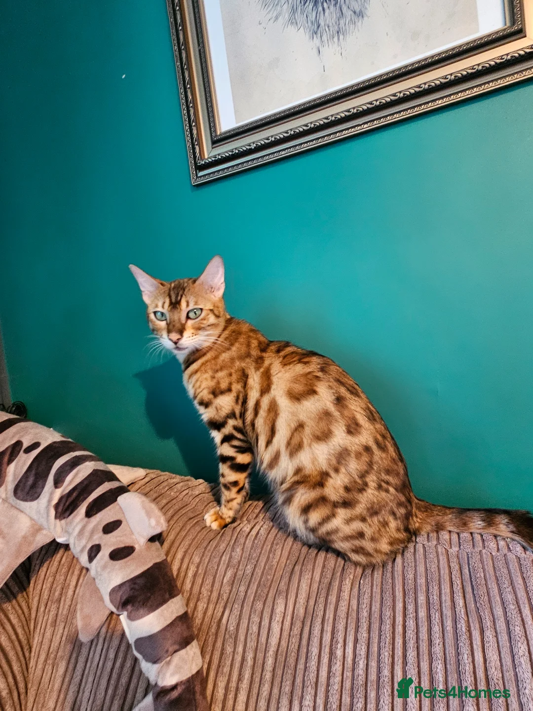 Bengal cats for sale: Begal cross kittens  - Advert 2