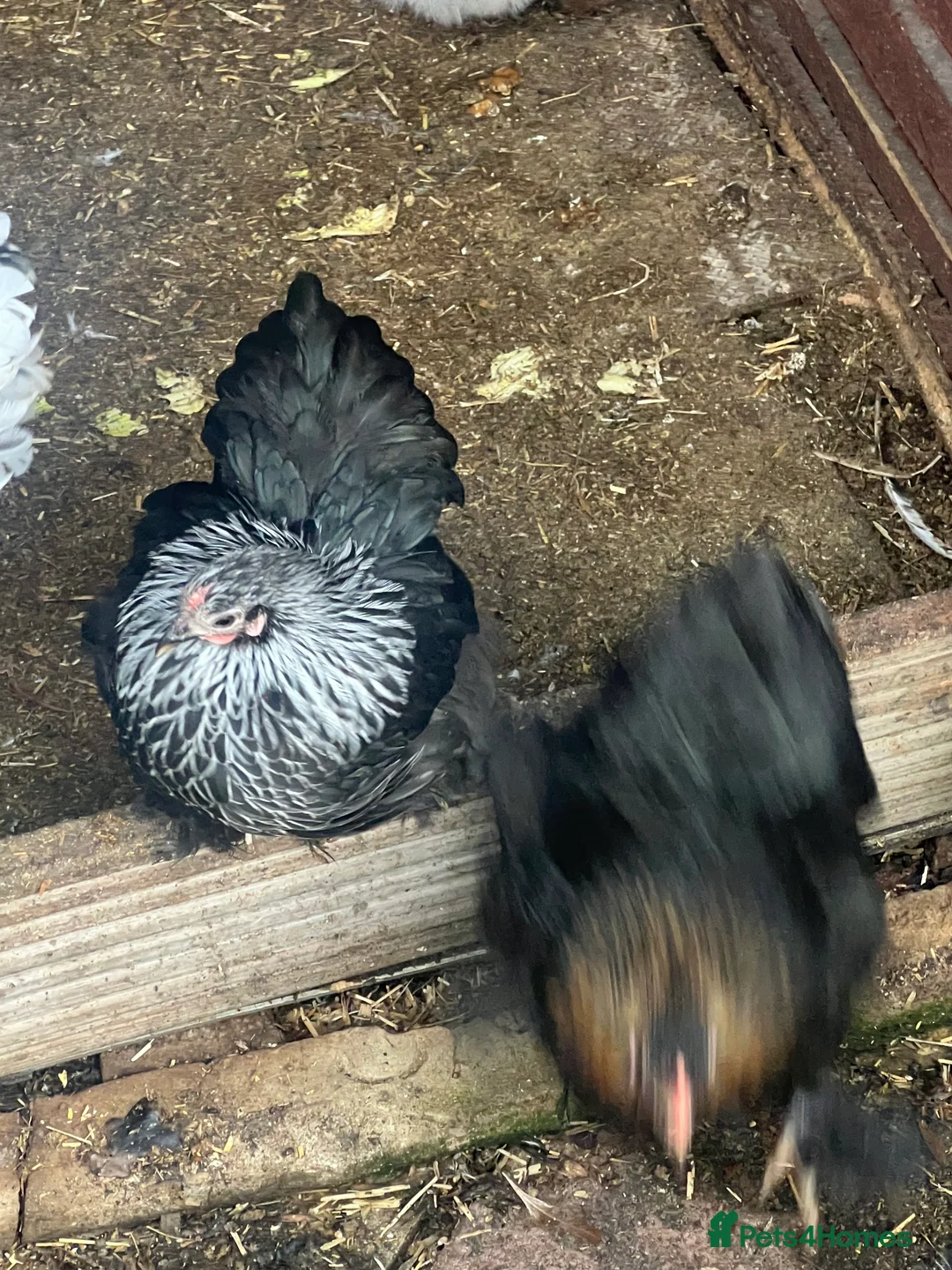 Chickens poultry for sale: Point of lay hens  - Advert 15