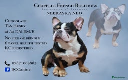 French Bulldog dogs for stud: Husky French Bulldog Stud  in Wolverhampton - Image 1