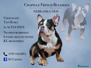 French Bulldog dogs Husky French Bulldog Stud in Wolverhampton - Advert 22