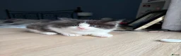 Persian cats for sale: Persian Dollface x BSH - Advert 6