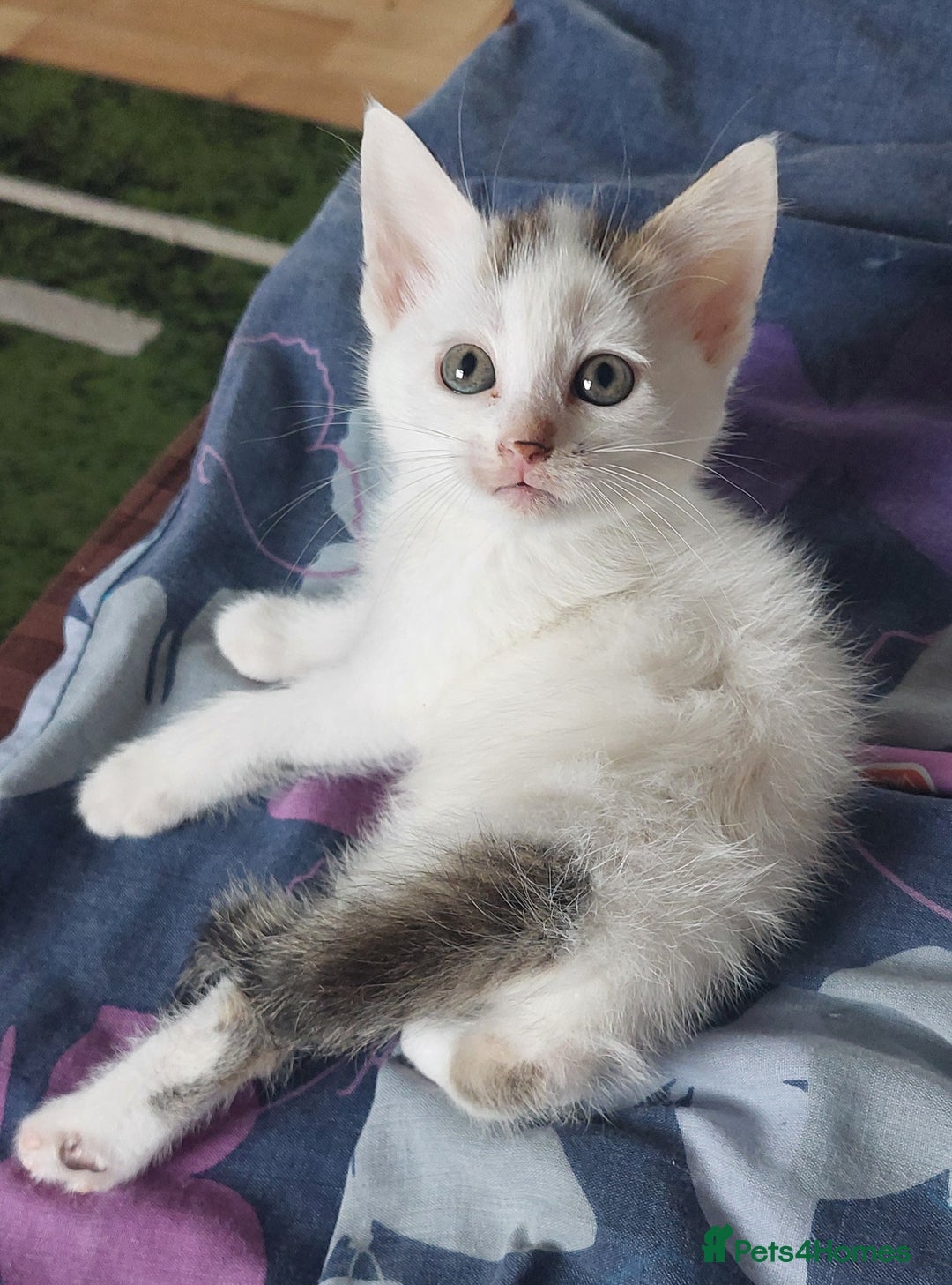 Mixed Breed cats for sale: 6 Kittens for sale - Image 24