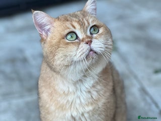 British Shorthair cats in London - Advert 7