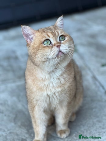 British Shorthair cats in London - Advert 11