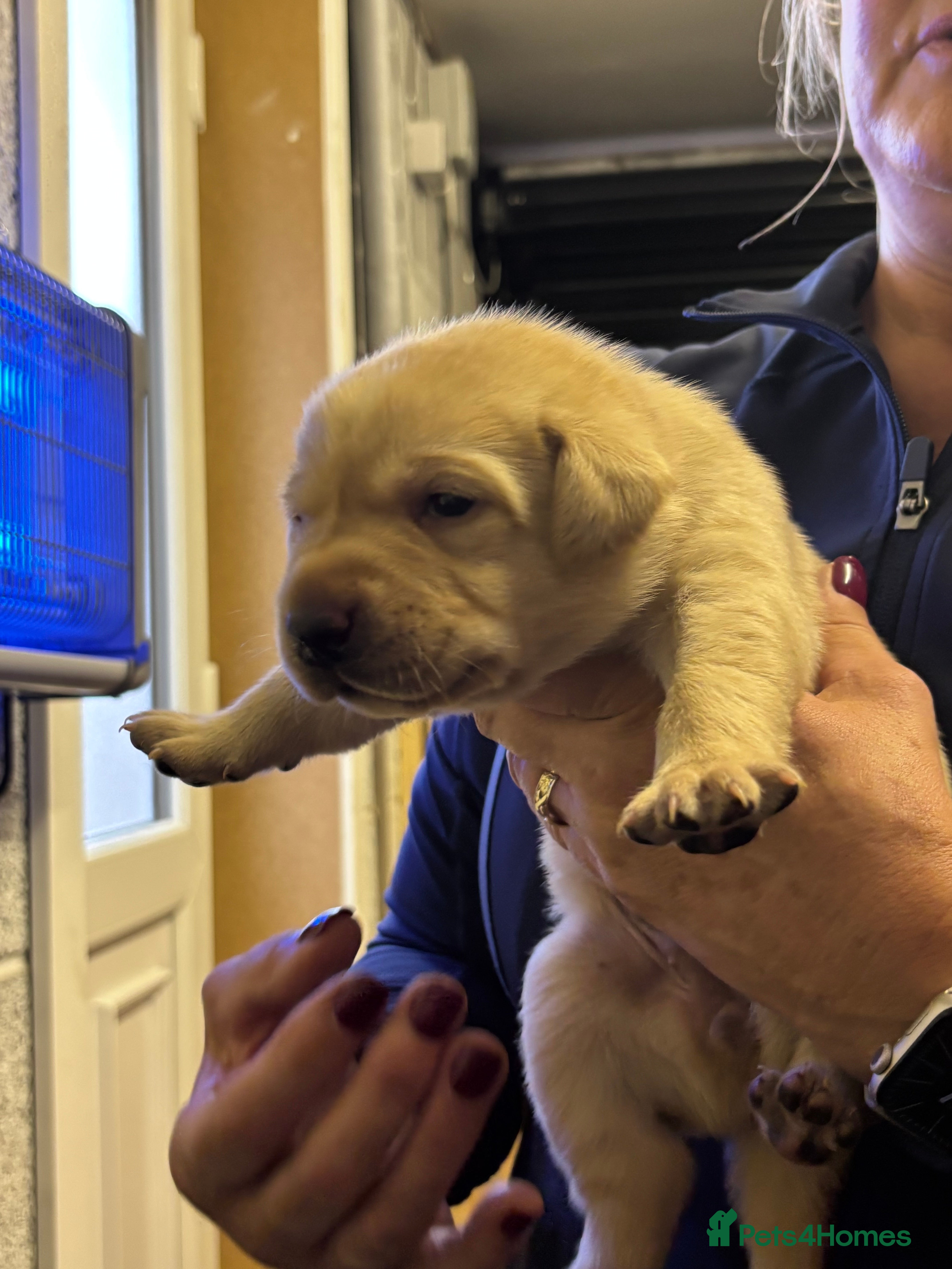 Labrador Retriever dogs Labrador Puppies For Sale! - Advert 2