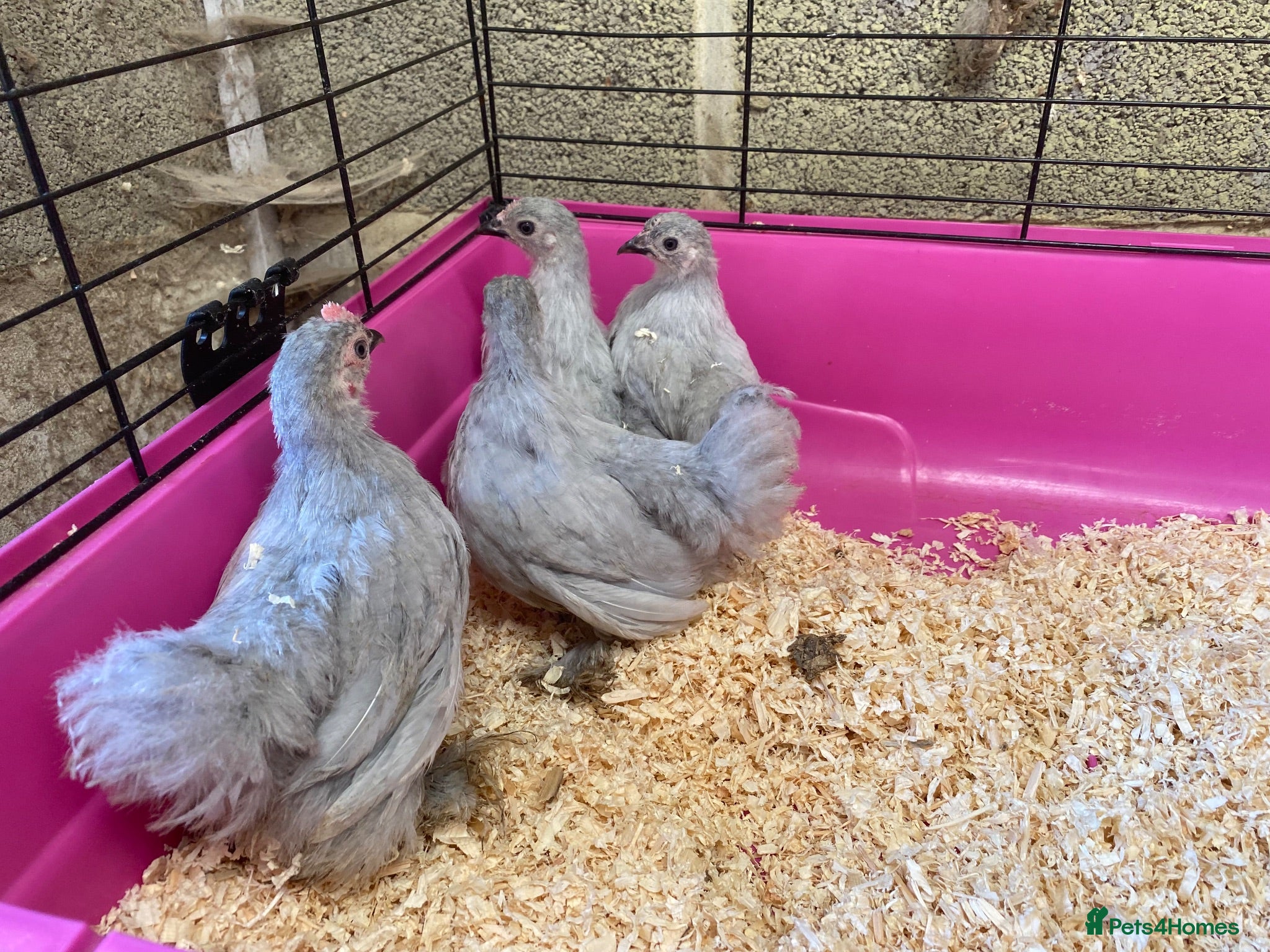 Chickens poultry Pekins various colours ages and sexes - Advert 1