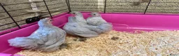 Chickens poultry for sale: Pekins various colours ages and sexes - Advert 1