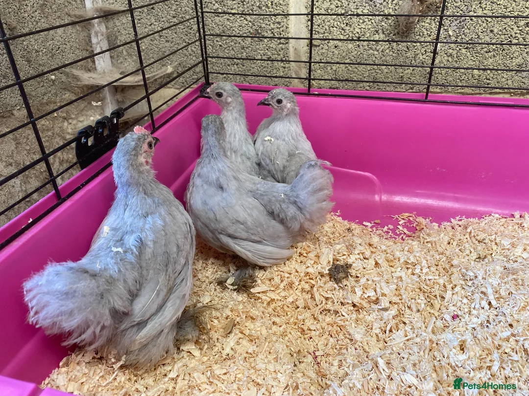Chickens poultry for sale: Pekins various colours ages and sexes - Advert 1