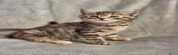 Mixed Breed cats for sale: 4 female kittens available - Advert 23