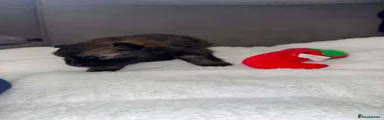 Pomeranian 4