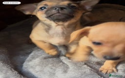 Mixed Breed dogs for sale: Beautiful jackchi puppies  - Advert 9